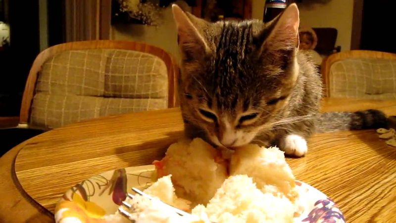 cat eating cake